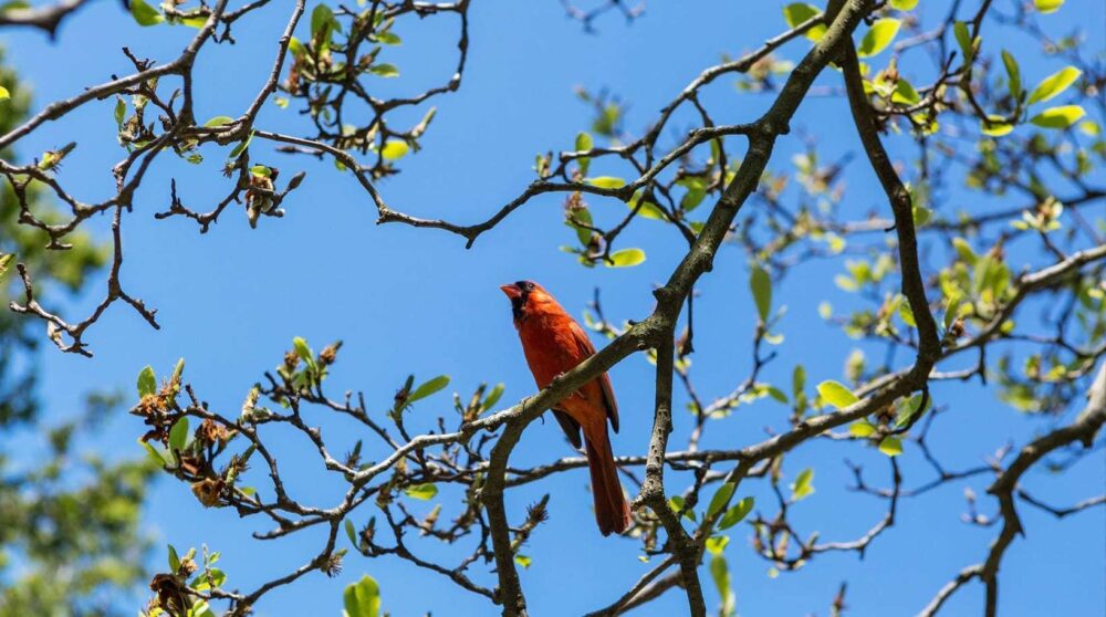 A red cardinal perched on a leafy branch.