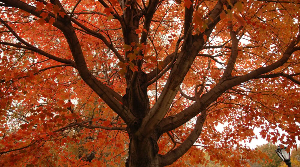 Blog wide 2x What Are Colorful Trees 1