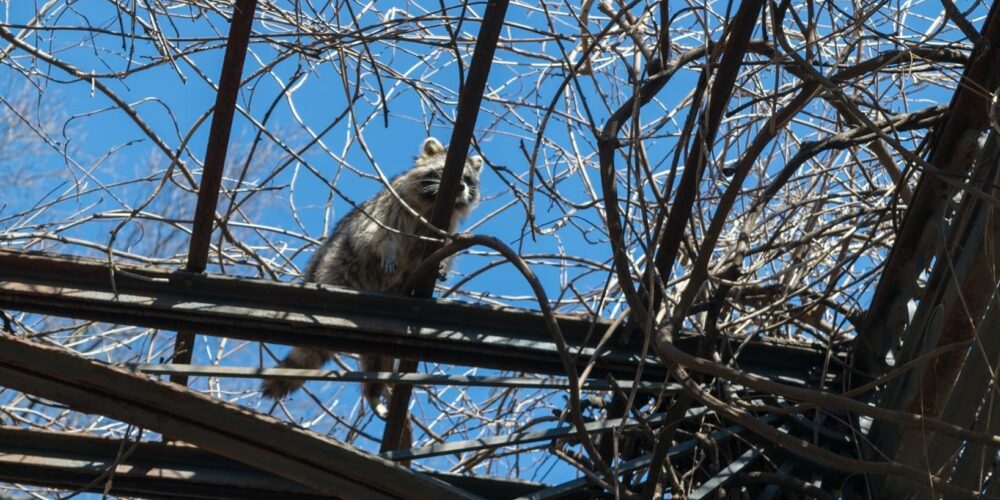 A racoon climbs over the wisteria pergola in the Conservatory Garden.