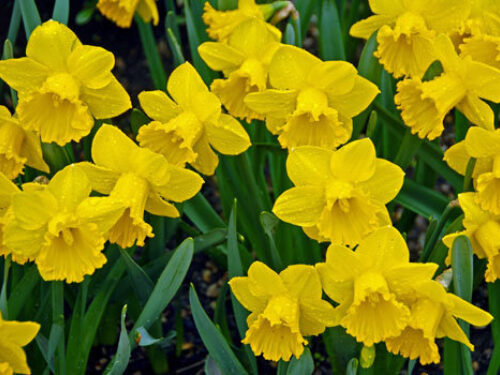 Blooms daffodils l