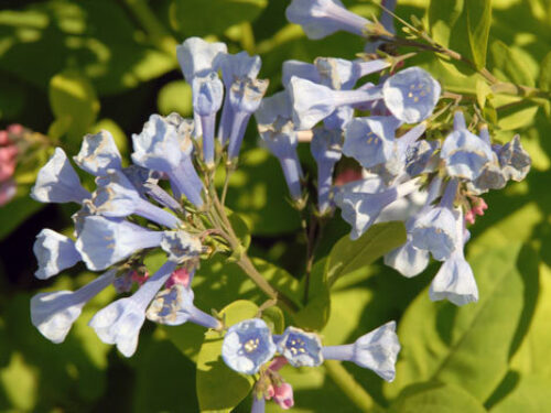 Blooms virginia bluebell l