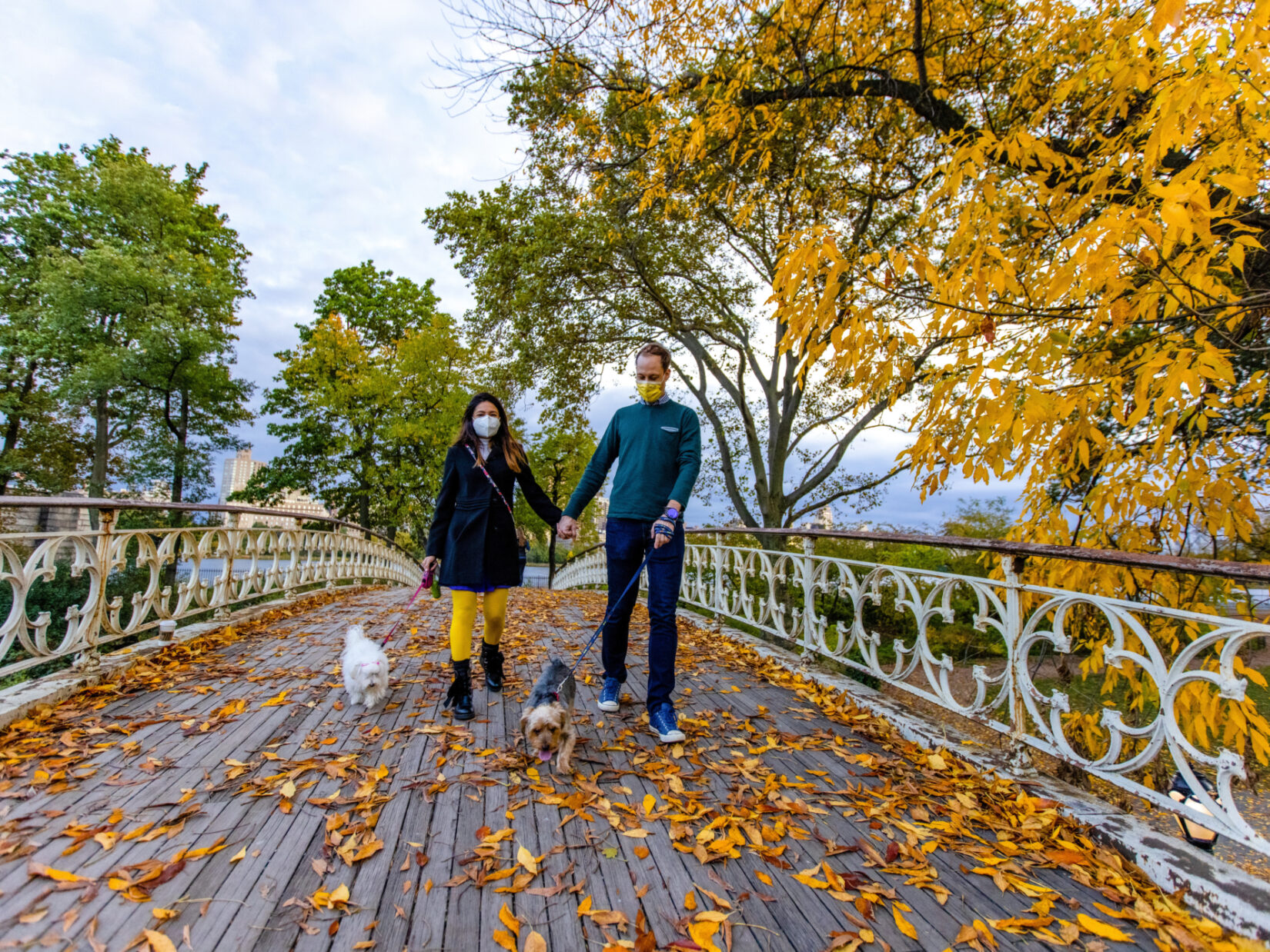 A couple holds hands while they walk their dogs on a Park bridge covered in autumn leaves.