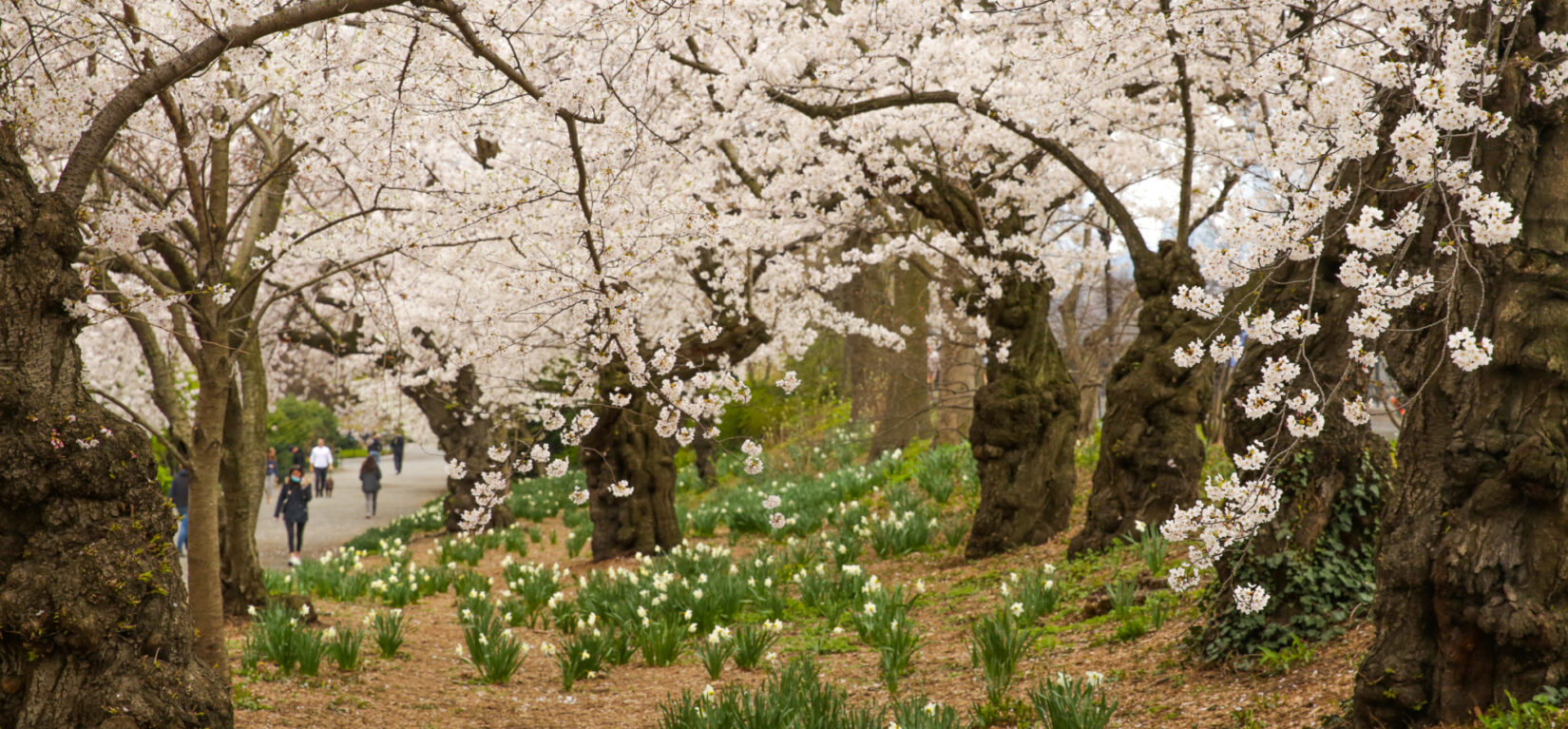 A thick canopy of cherry blossoms runs alongside the bridle path.