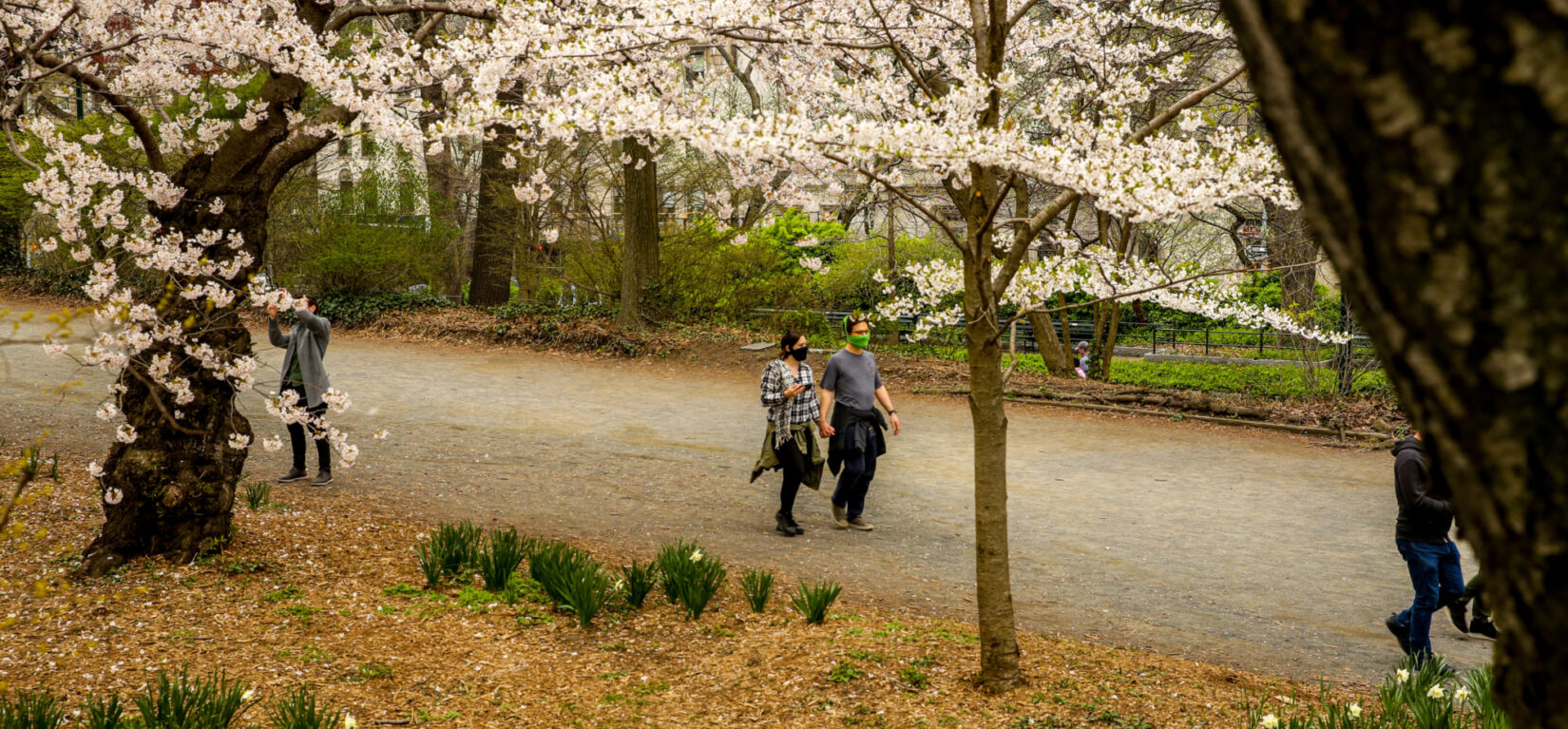 A masked couple stroll beneath a canopy of cherry blossoms