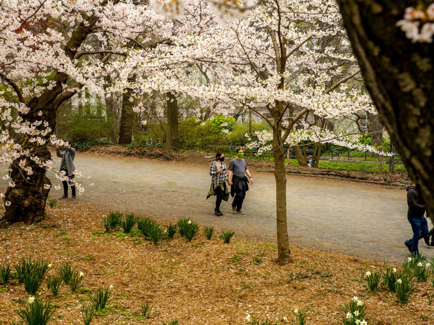 A masked couple stroll beneath a canopy of cherry blossoms