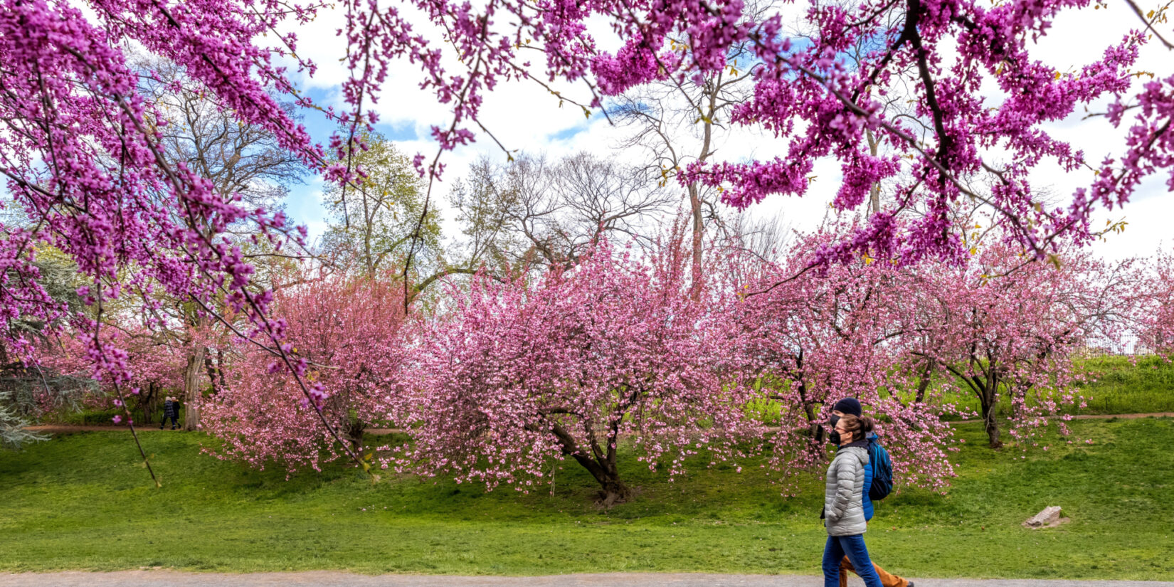 A couple walks along the bridle path, with colorful cherry blossoms and redbud trees overhead.