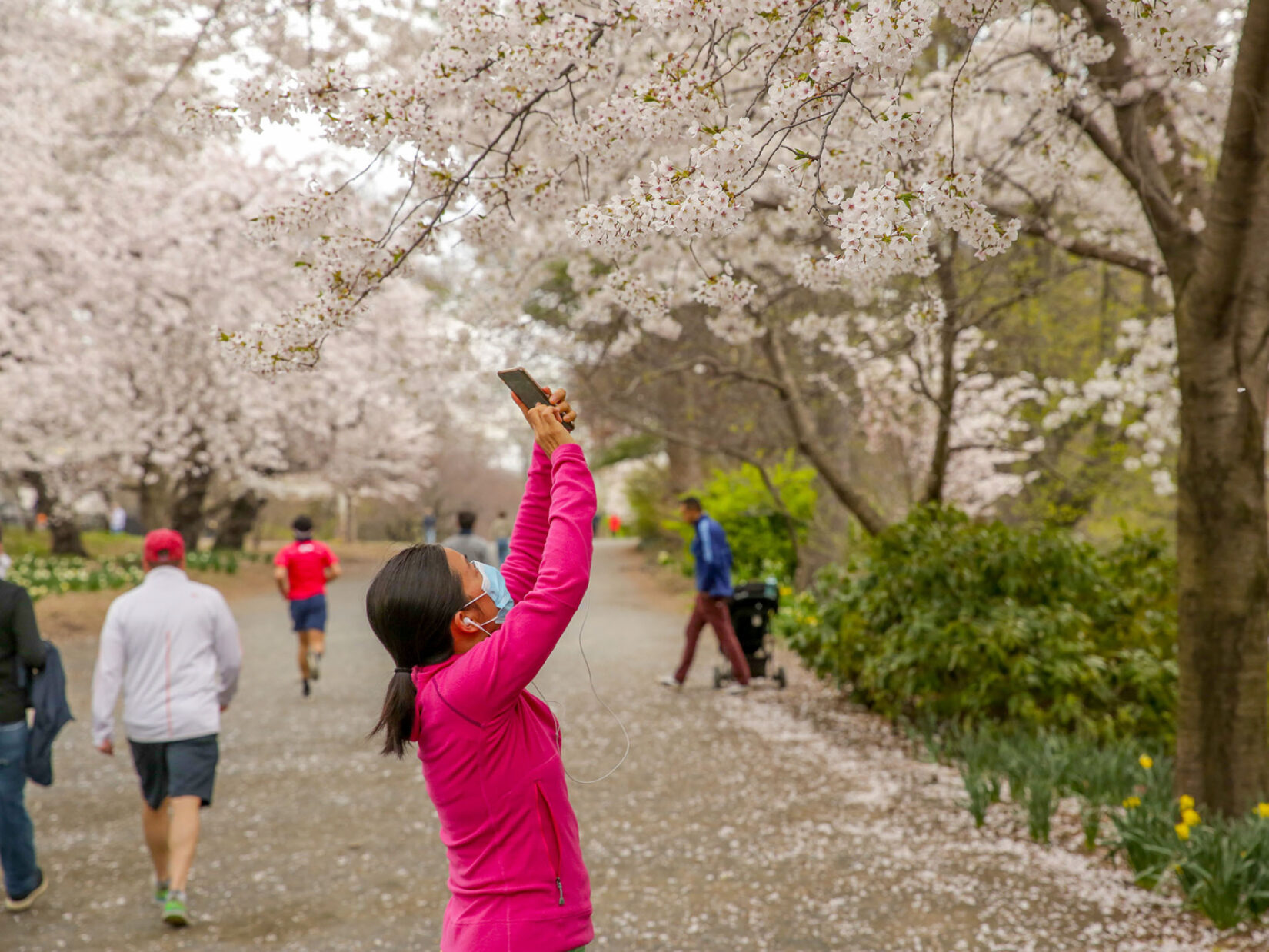 A woman wearing a mask takes photos of spring blooms on the bridle path