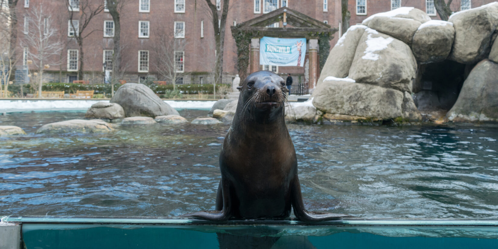 A seal holds itself up by its flippers to look out of its enclosure at the Central Park Zoo