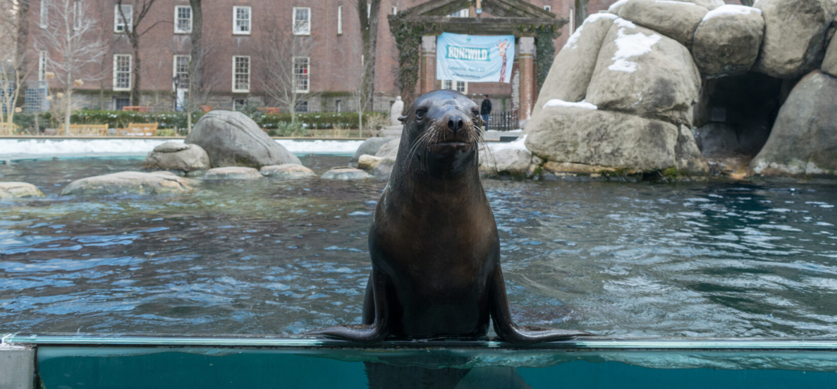 A seal props itself up along the perimeter of its pool.