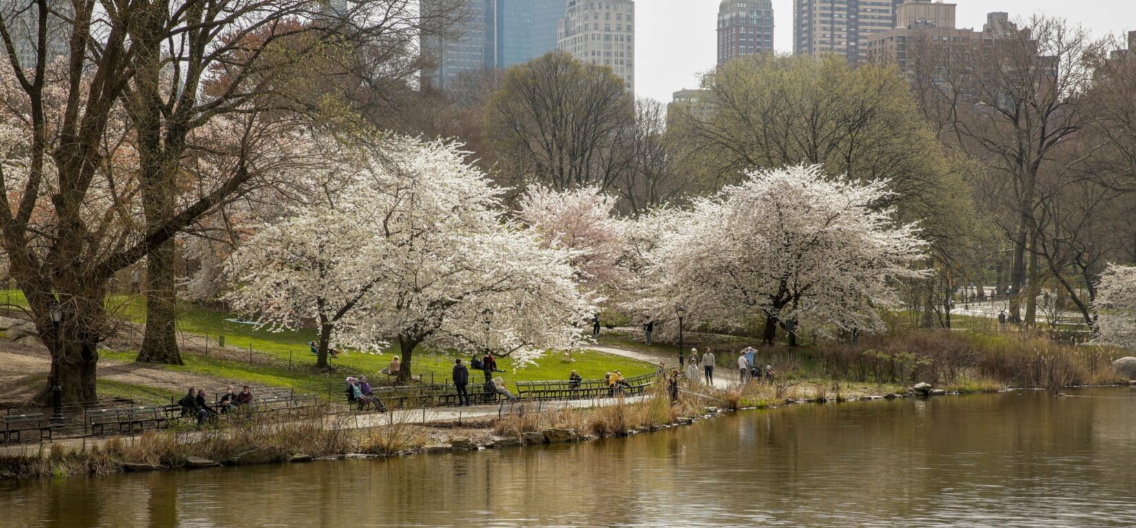 Cherry trees blooming on Cherry Hill