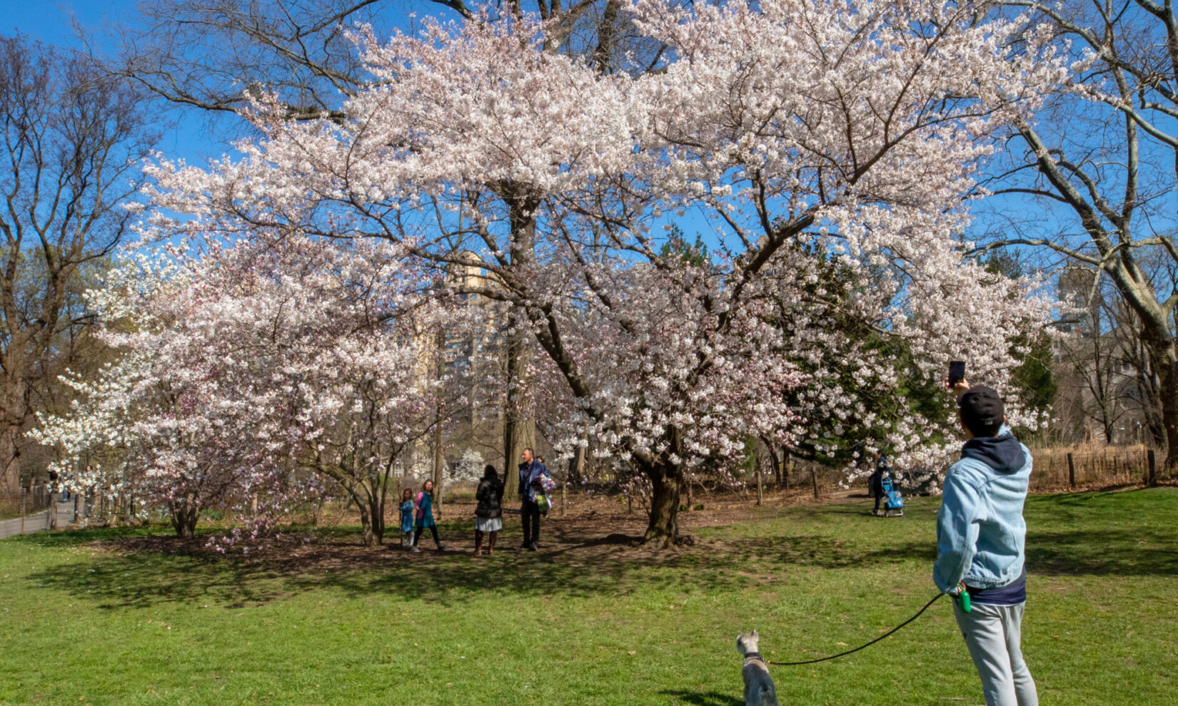 A person with a dog takes a picture of a flowering cherry tree with a group of people admiringly gazing up at it.