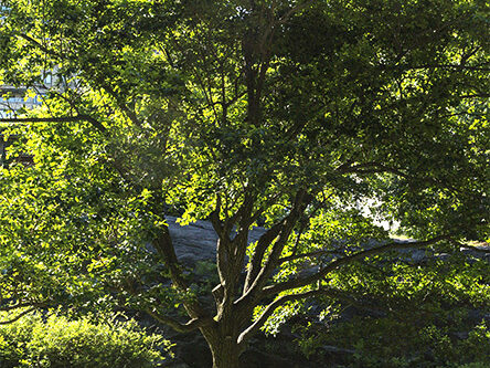 Chinese fringetree tree