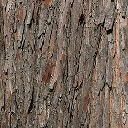 Detail of bark