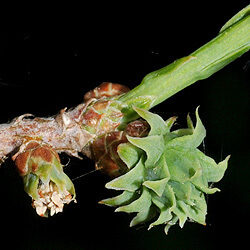 Detail of flower