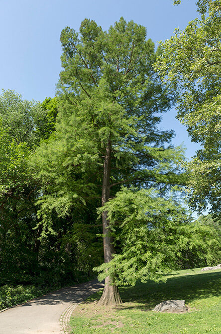 Common bald cypress tree