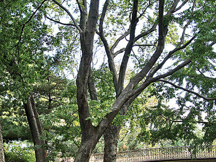 Common hackberry tree