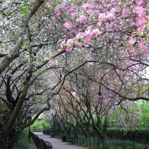 Pictured in Spring, the Crabapple Allee is festooned with fresh pink buds