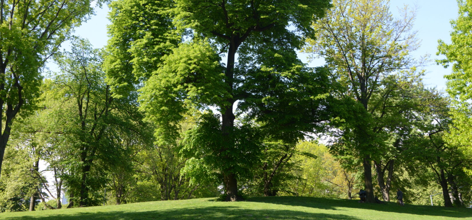 Trees surrounding Conservatory Water