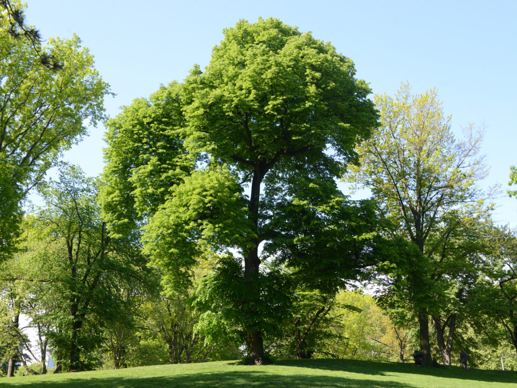 Trees surrounding Conservatory Water