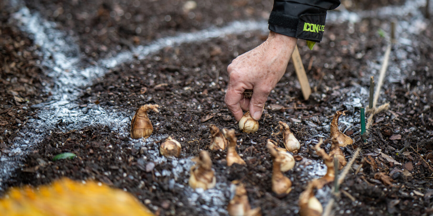 Sprayed lines in the dirt serve as a guide for planting bulbs.