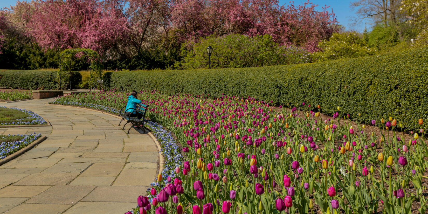 The sweeping curve of the circular garden crowded with purple and yellow blooms.