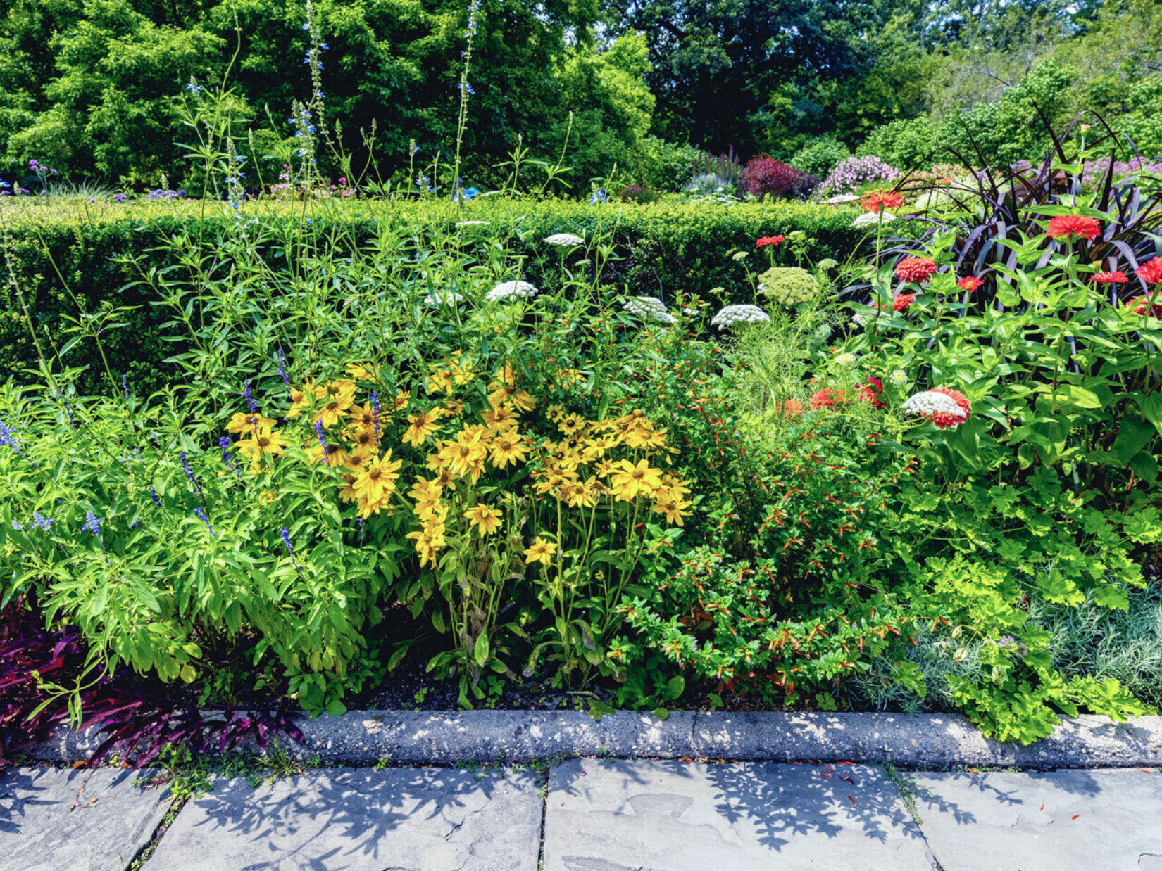 A colorful section of the garden featuring zinnias, geraniums, sage, and other flowers.