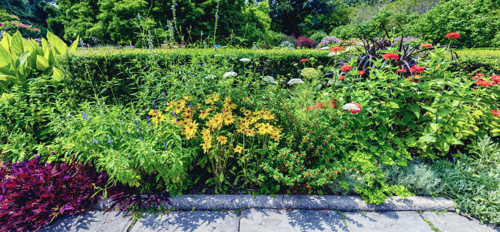 A colorful section of the garden featuring zinnias, geraniums, sage, and other flowers.