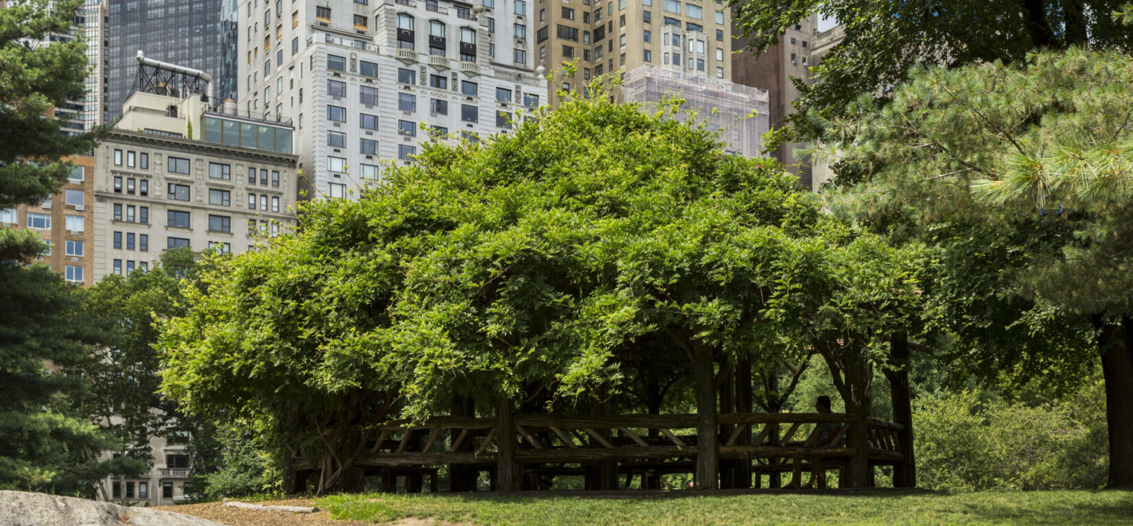 Cop Cot's rustic features are shrouded by thick branches of leaves