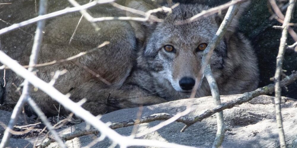 A coyote crouches on a rock, partly obscured by branches.