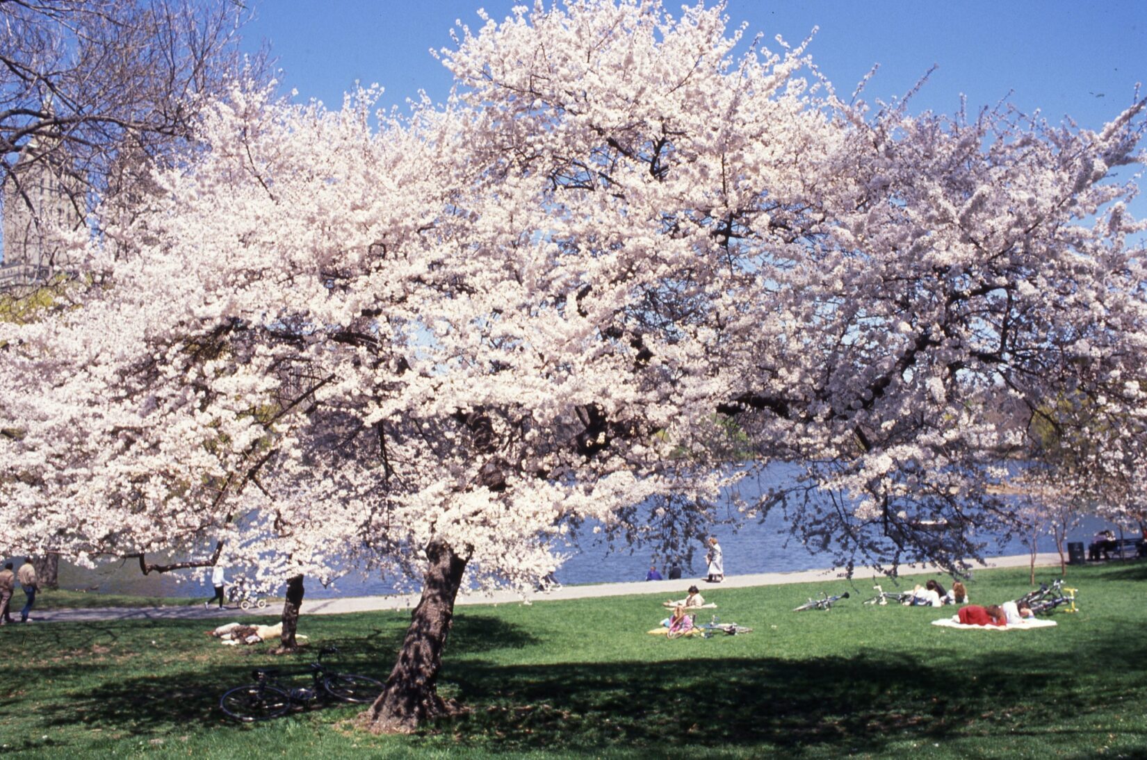 Branches white with cherry blossoms provide a canopy for several park-goers enjoying a spring day.