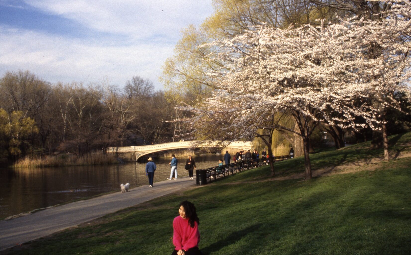 The shore of the Lake, with Bow Bridge in the background and a tree laden with cherry blossoms in the foreground.