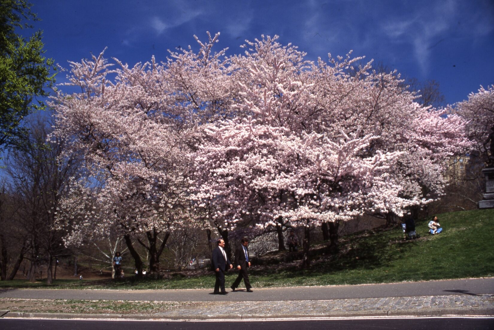 Two men in suits stroll past a tree thick with cherry blossoms