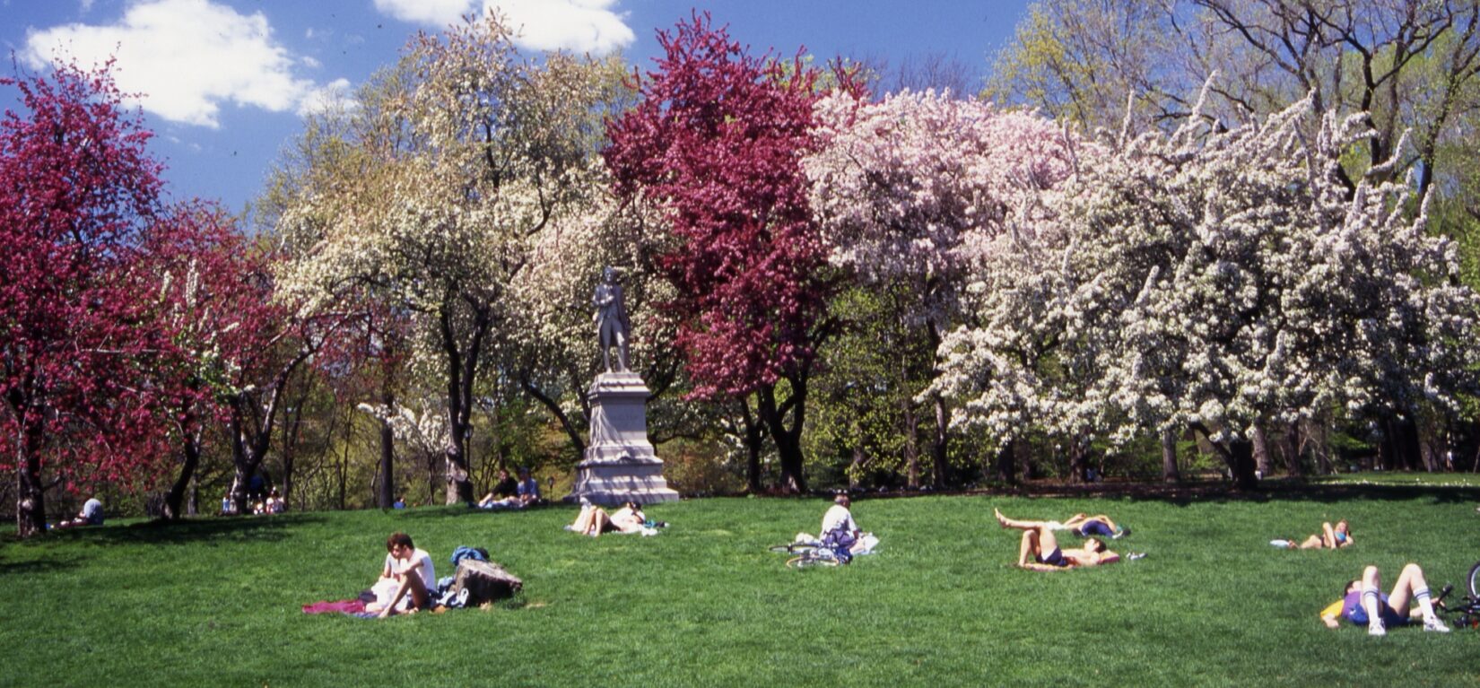 A row of trees in full spring bloom define a landscape scattered with lounging park goers.