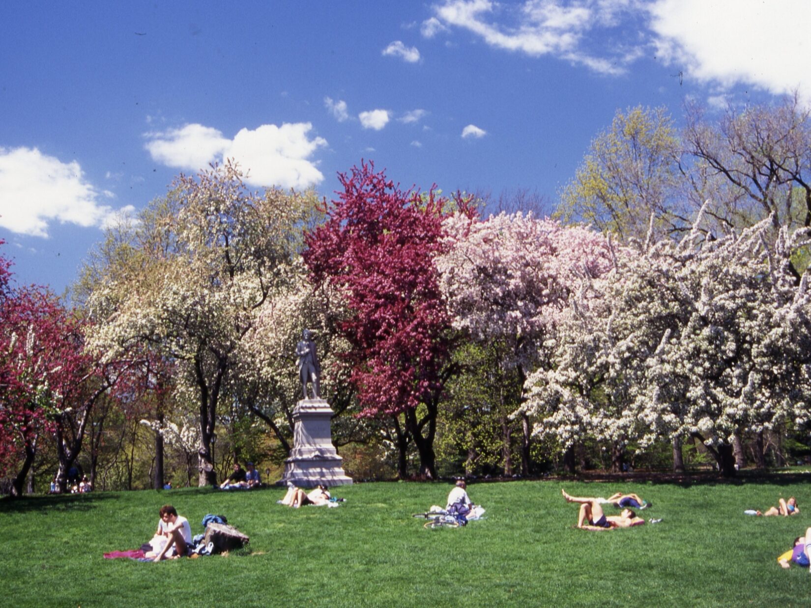 A row of trees in full spring bloom define a landscape scattered with lounging park goers.