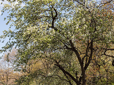 Crabapple tree