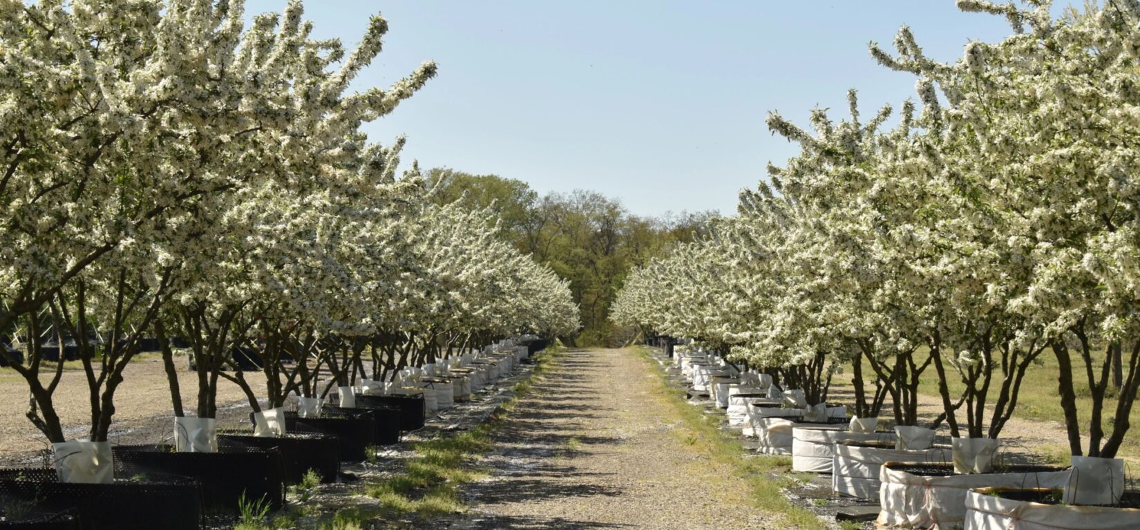 Crabapples Halka Nursery 20230417 Chinea 0056