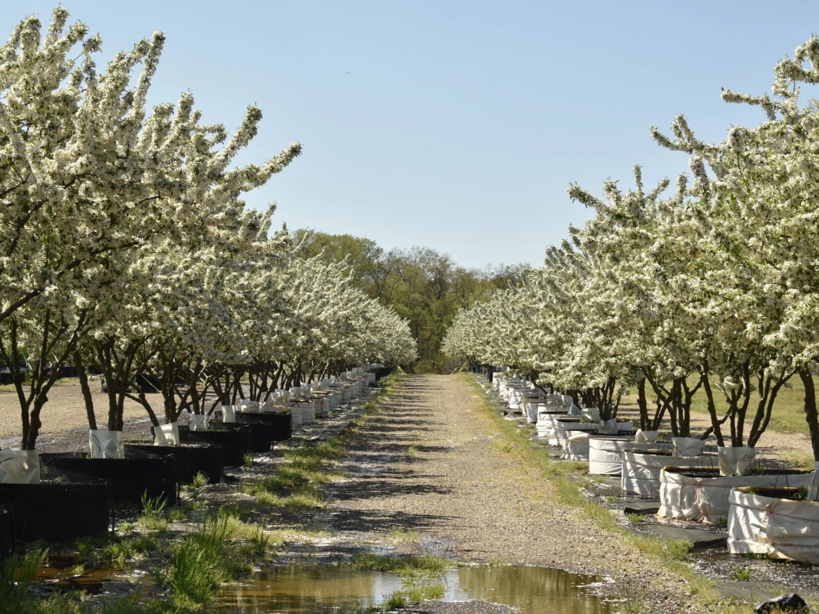 Crabapples Halka Nursery 20230417 Chinea 0056