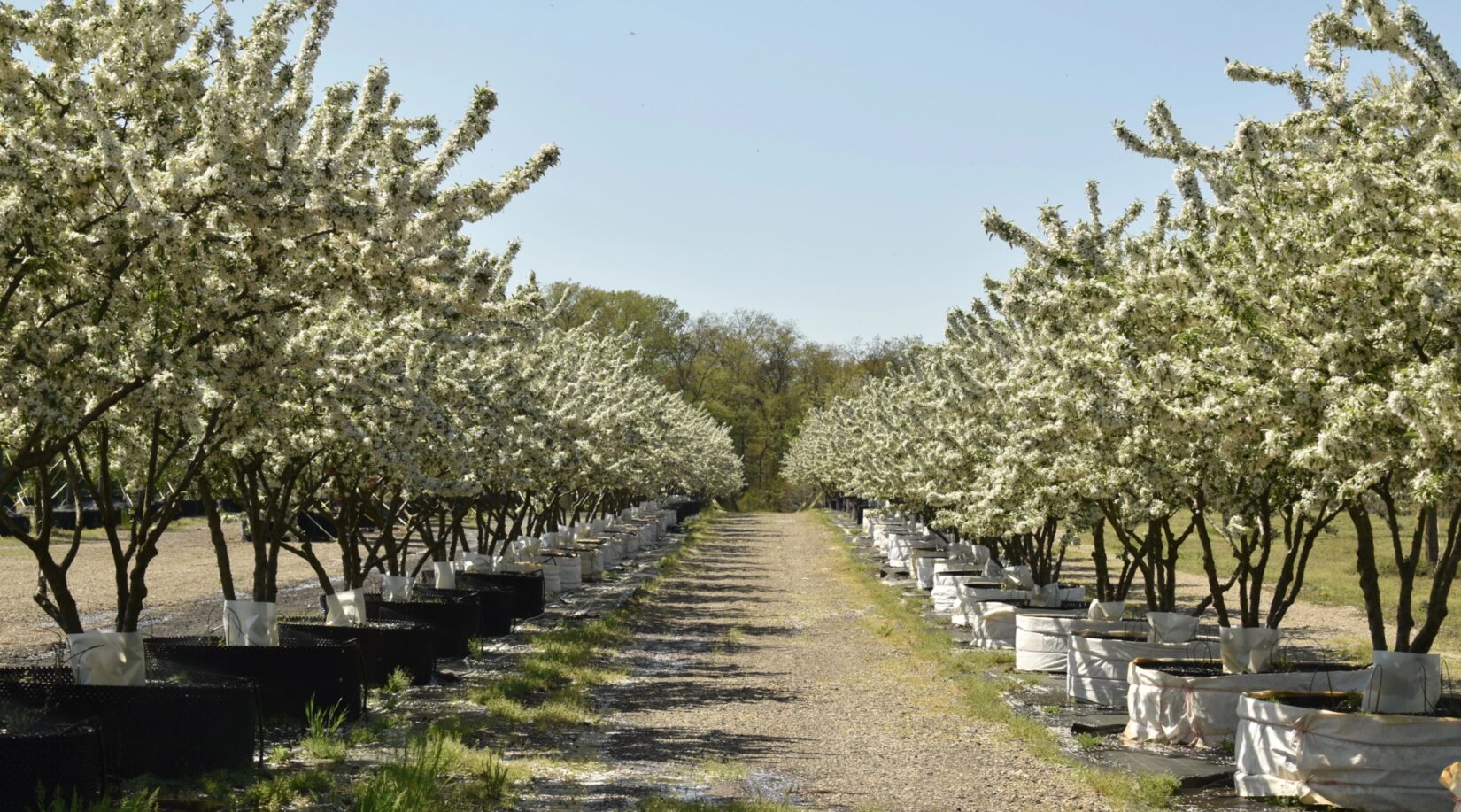 Crabapples Halka Nursery 20230417 Chinea 0056