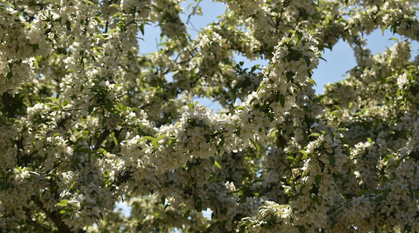 Crabapples Halka Nursery 20230417 Chinea 0082