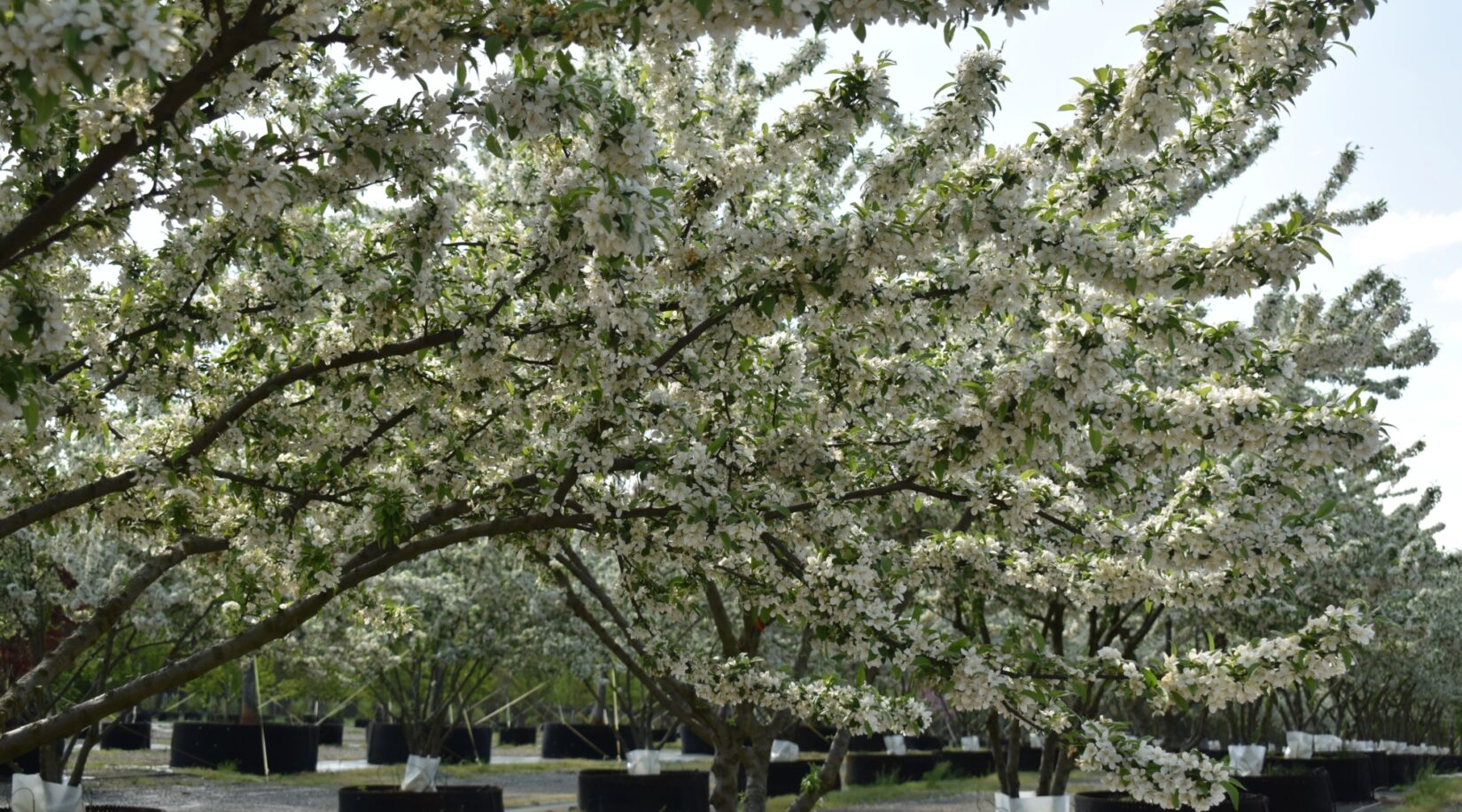 Crabapples Halka Nursery 20230417 Chinea 0134