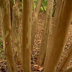 Detail of bark