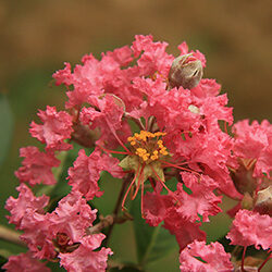 Detail of flowers