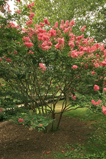 A full view of the tree