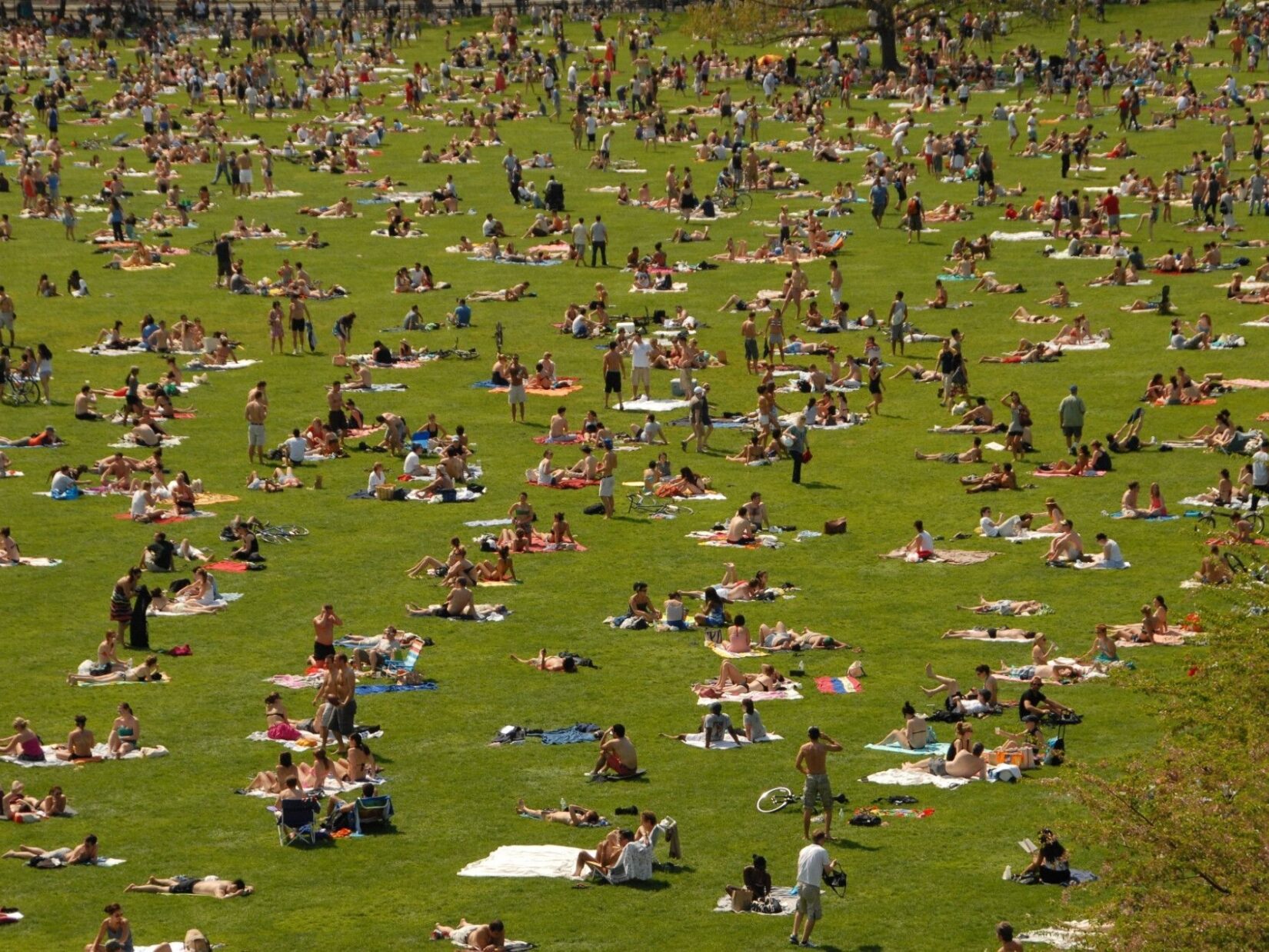 The Sheep Meadow is crowded with sunbathers