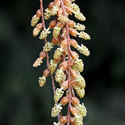 Detail of flowers