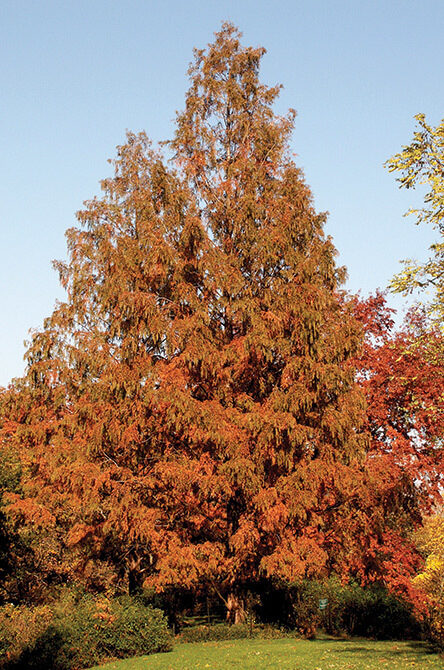 A full view of the tree in autumn showing rust orange leaves