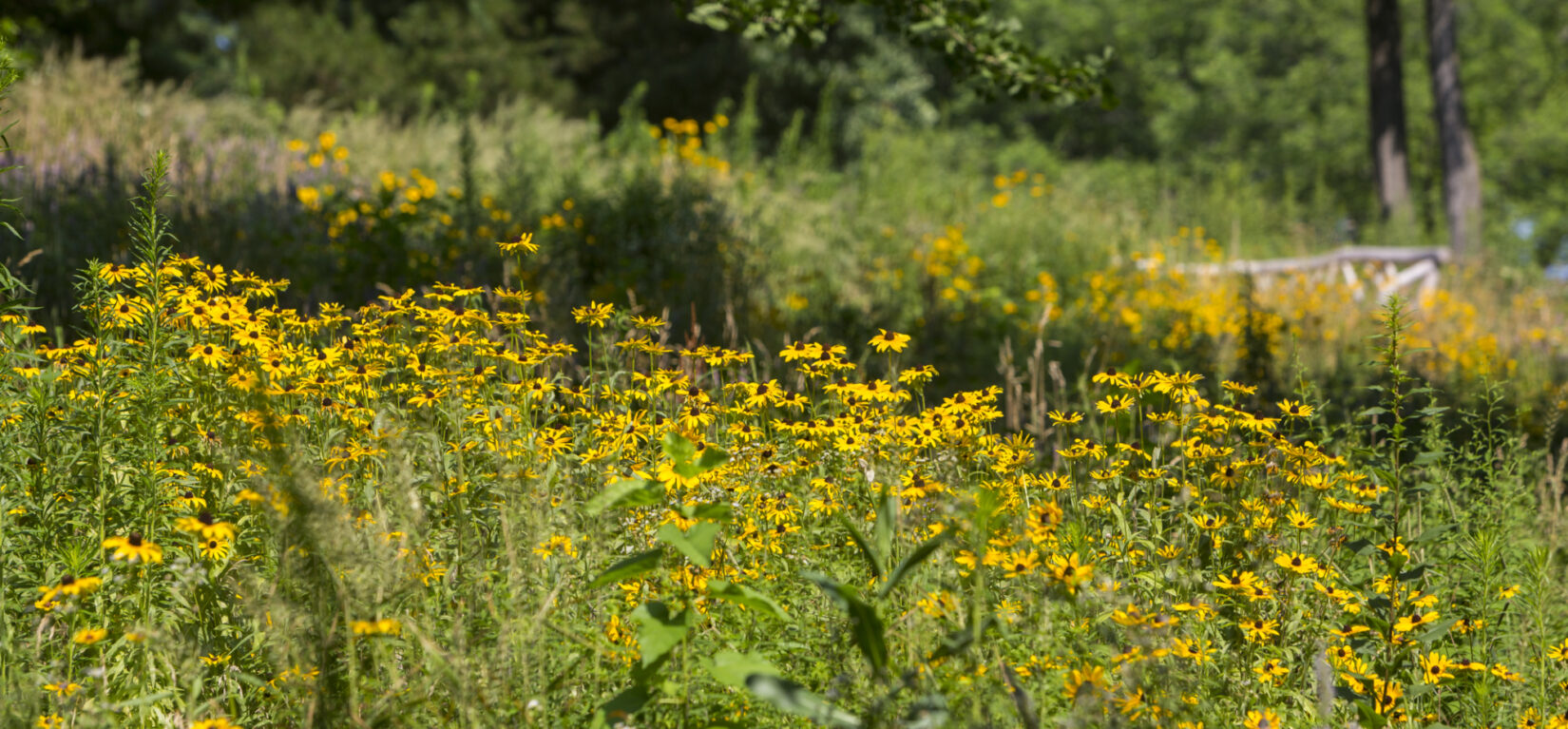 August light and layers of focus on a field of wildflowers