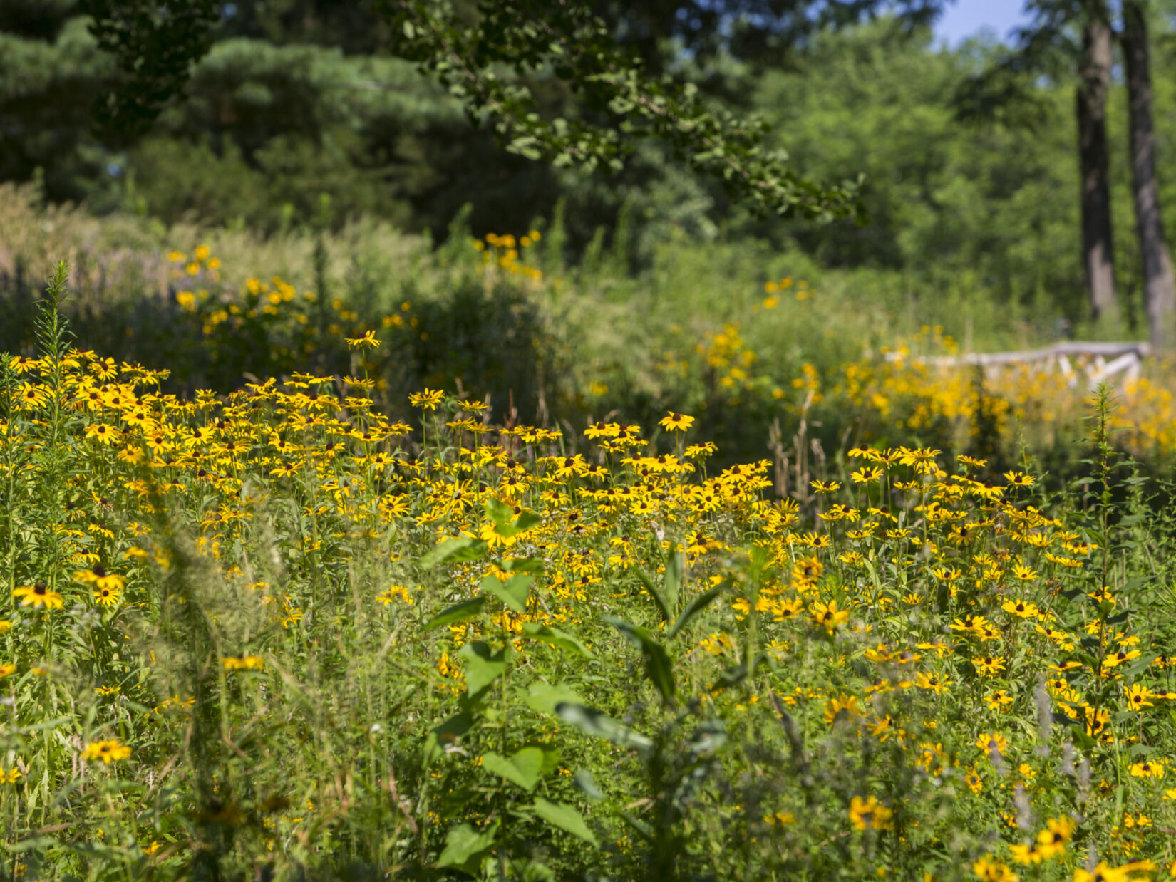 August light and layers of focus on a field of wildflowers