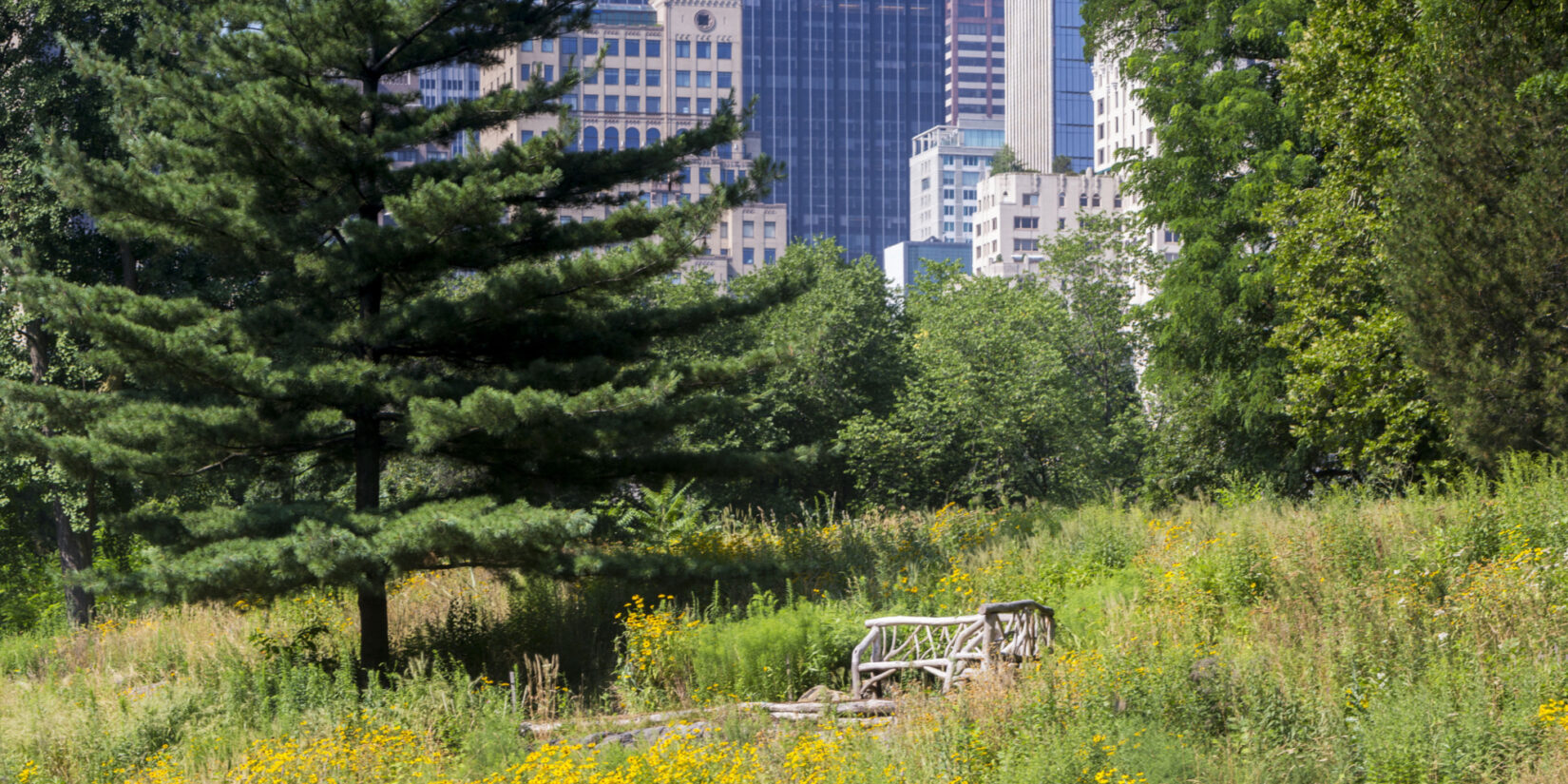 A rustic bench surrounded by Dene Slope, with the New York City skyline in the background