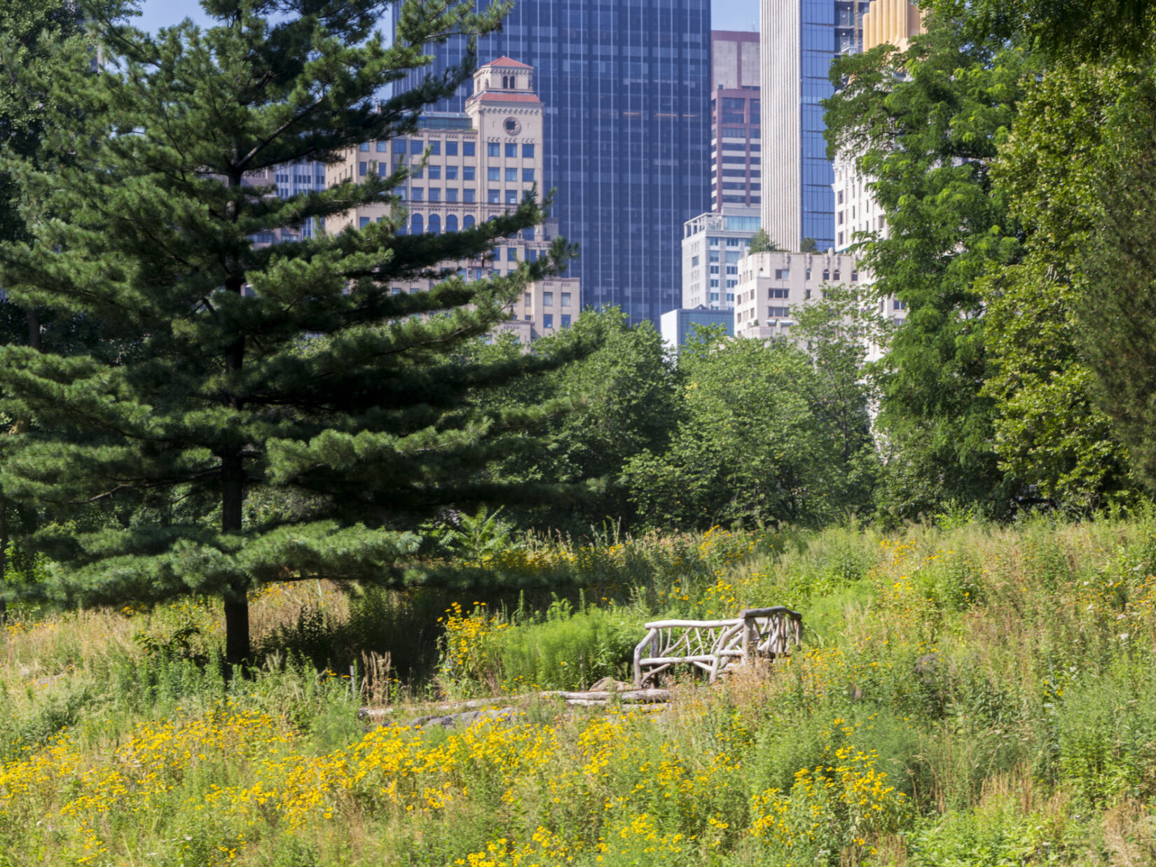 A rustic bench surrounded by Dene Slope, with the New York City skyline in the background